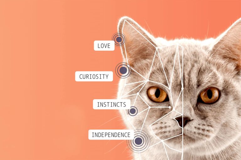 6 Things To Know About Cat DNA Testing The .ISO zone