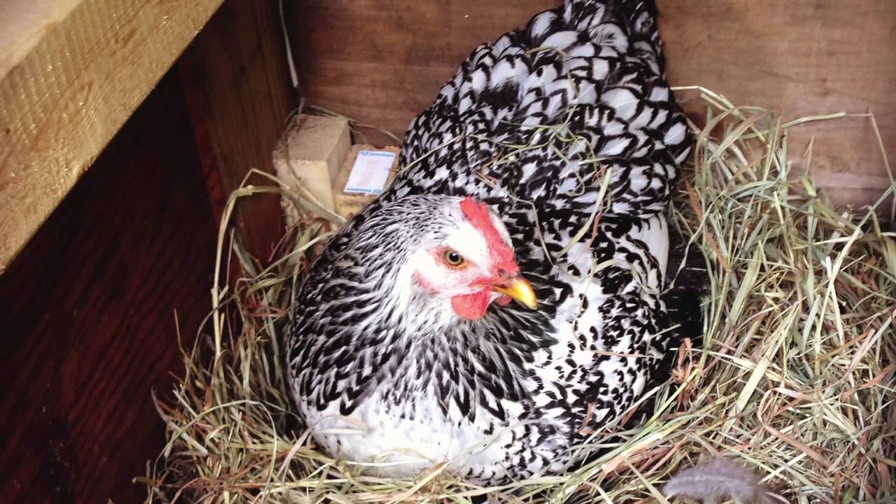 Chicken Coop Space Tips and Requirements You Need to Know The .ISO zone